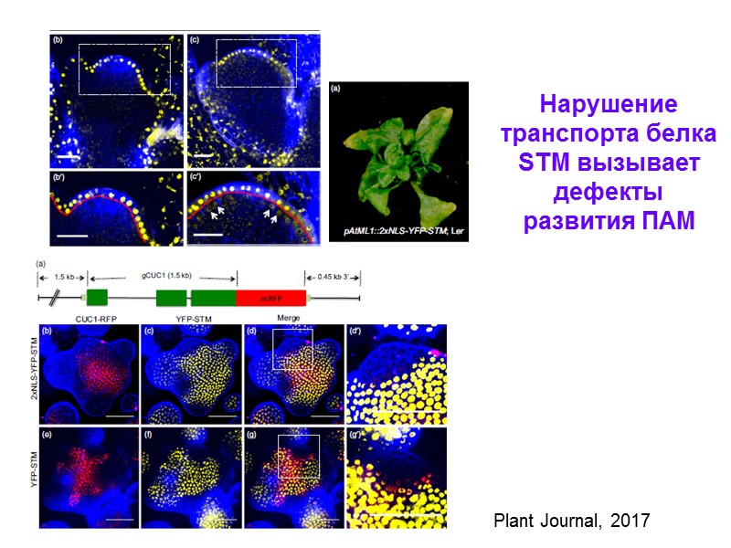 Нарушение транспорта белка STM вызывает дефекты развития ПАМ Plant Journal, 2017